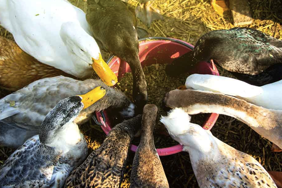 鴨子飼料中的水解羽毛粉是怎麼處理的？