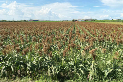 <b>約翰遜草怎麼進行根莖繁殖，需要準備什麼?</b>