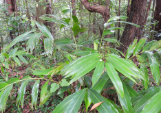 <strong>豔山薑對生長環境有什麼要求，花期在什麼時候?</strong>