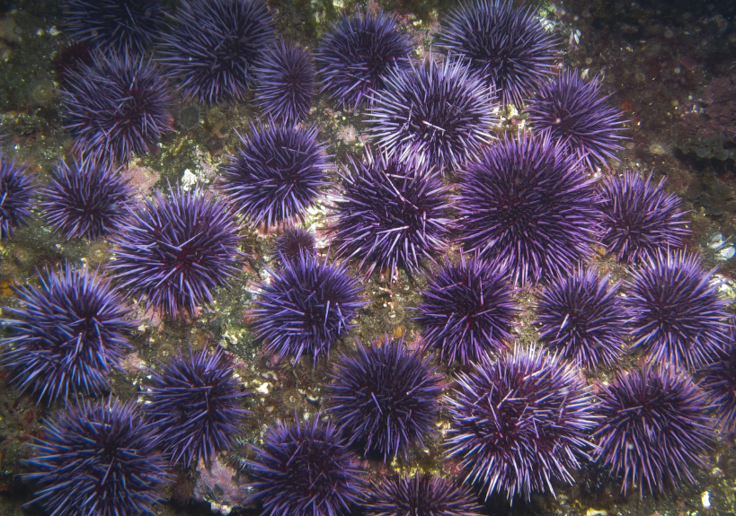 斜長海膽幼苗對水溫和水質有哪些要求?