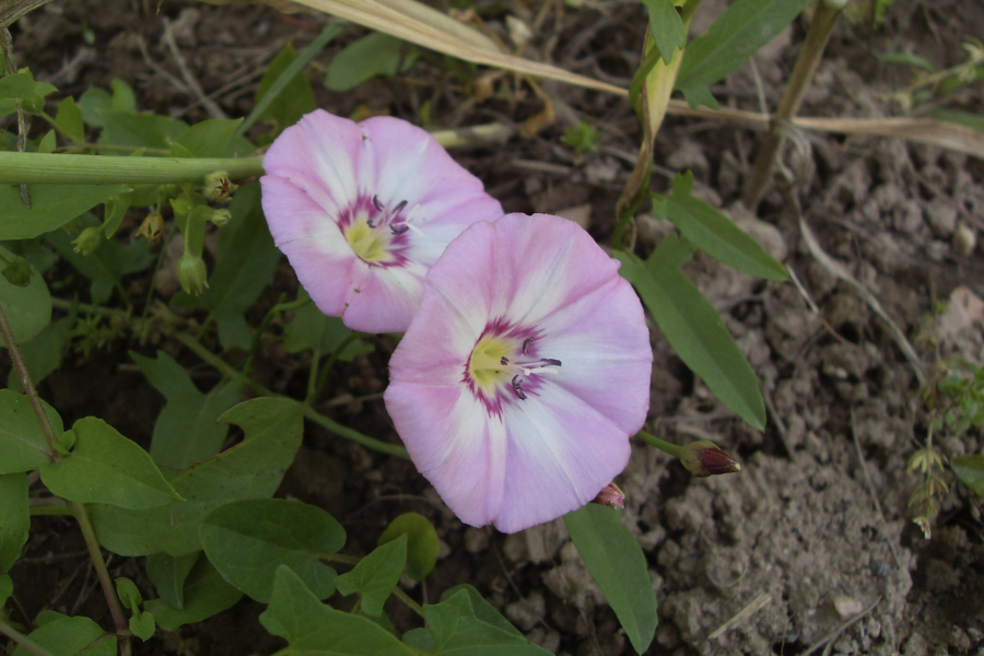 田旋花出現黴菌病是什麼原因，怎麼防治?