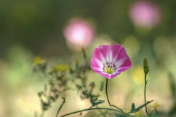 <strong>田旋花對生長環境有哪些要求，花期在什麼時候?</strong>