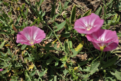 <strong>田旋花是什麼植物，有什麼特點習性?</strong>