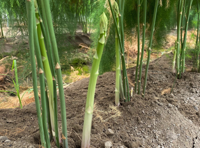 石刁柏增殖培養需要的條件有哪些?