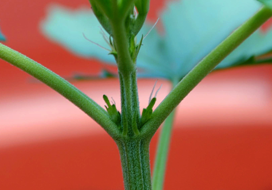 大白菜腋芽怎麼進行培養?