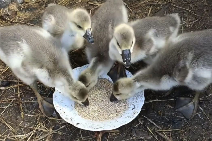 鵝飼料中青綠飼料占比控製在多少最好?