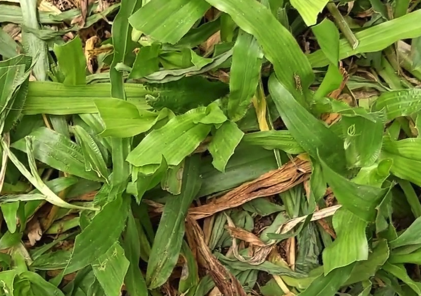 寶鐸草是什麼植物，有什麼形態特點?