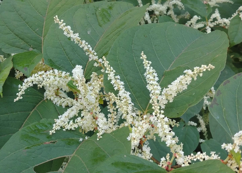 大馬蓼可以用茅草枯消滅嗎，需要注意什麼?