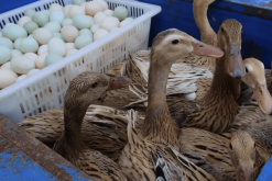 <strong>產蛋高峰期的鴨飼料怎麼配製</strong>