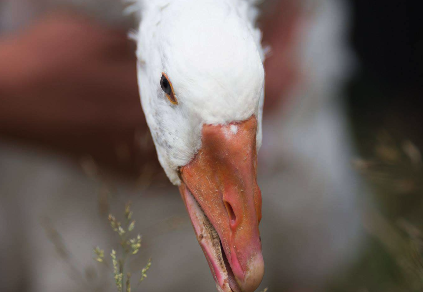 灰菜加入到鵝飼料中有哪些好處?