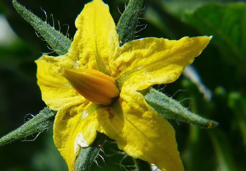 番茄小孢子培養和花粉培養有什麼不同點?