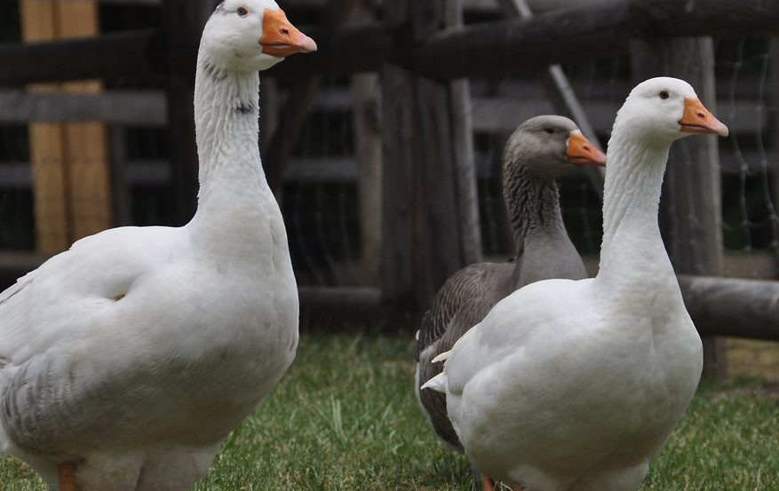 鵝的青綠飼料和精料怎麼進行搭配?