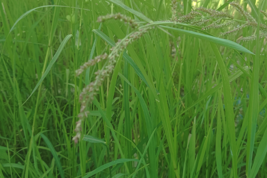 稗草可以作為牛羊飼料嗎，有什麼營養價值？