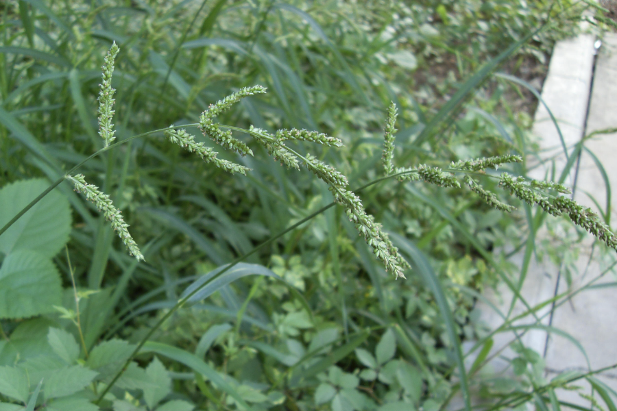 稗草怎麼進行種子培育和催芽？