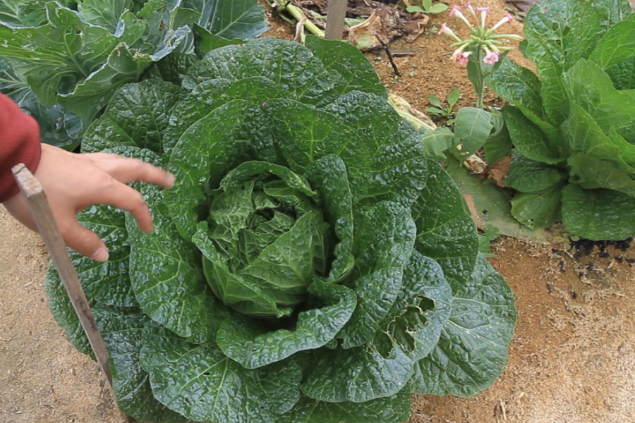 大白菜幼苗在無機鹽濃度低的培養基中有哪些好處？