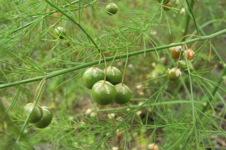 石刁柏怎麼控製體細胞幹擾?