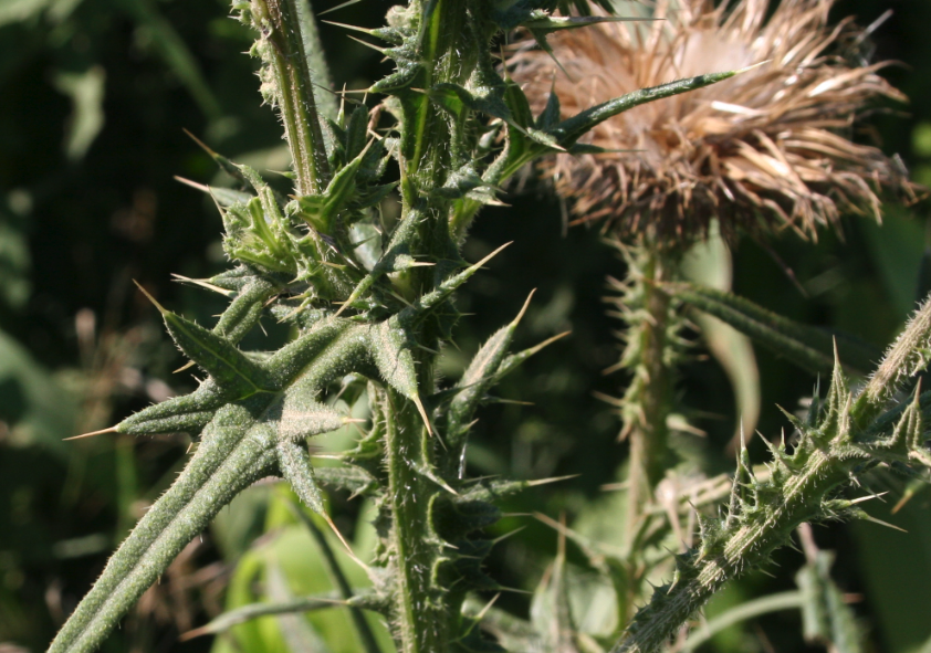 田薊怎麼進行種植，需要注意什麼?