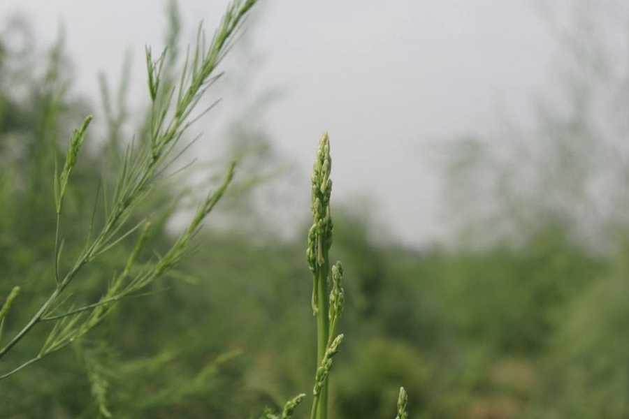 石刁柏怎麼通過雄株花藥培養植株?