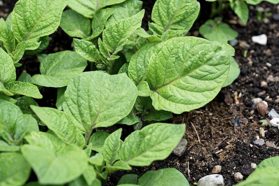 植物細胞培養出現核內有絲分裂是什麼原因?