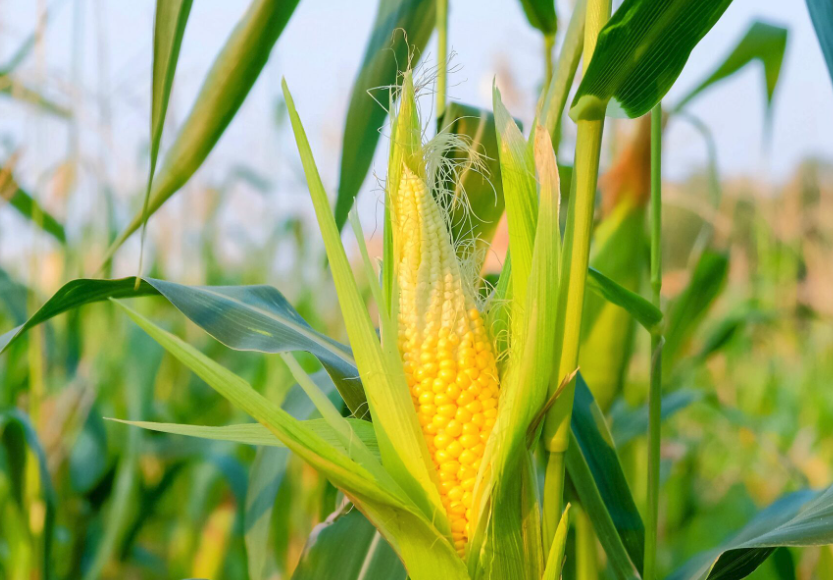 玉米種植高密度對產量有哪些影響?