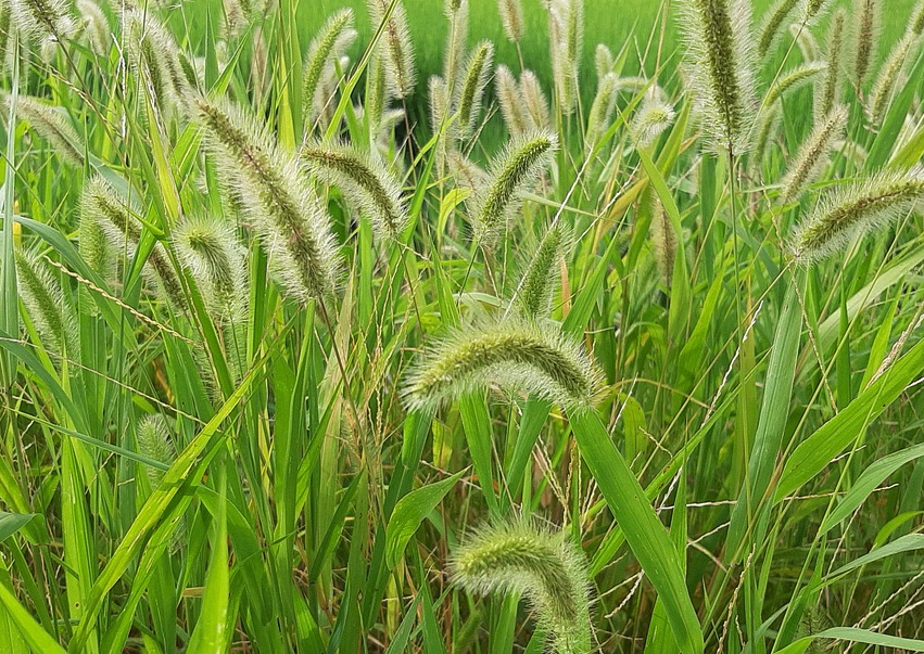 金色狗尾草可以用草甘膦消滅嗎，需要注意什麼?