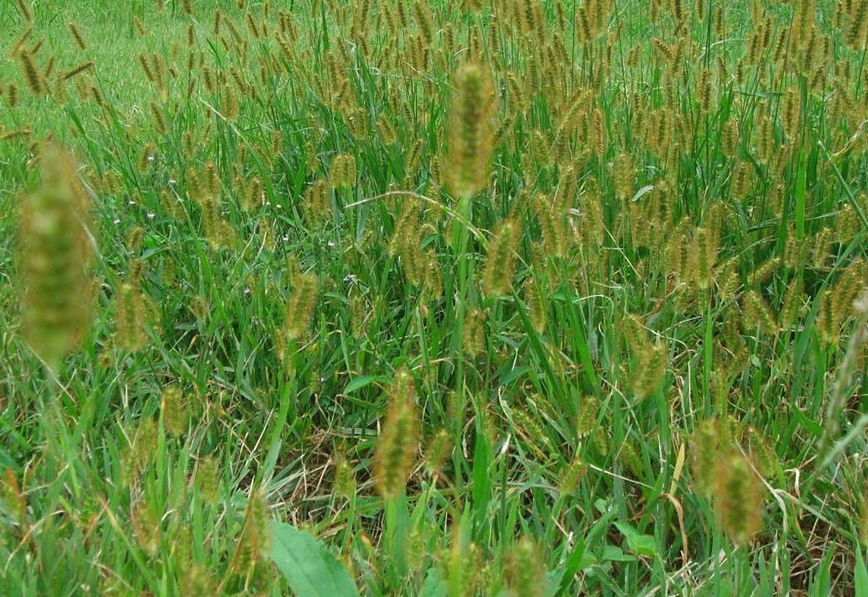 金色狗尾草怎麼進行種子生產?