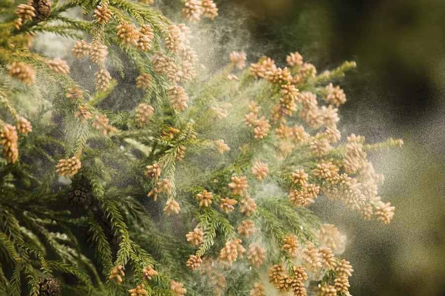 花粉培養的單倍體植株有什麼好處？