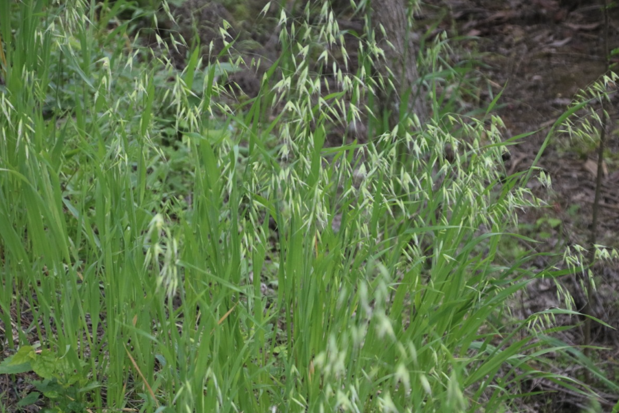 野燕麥對於農藥的抗藥性怎麼樣？