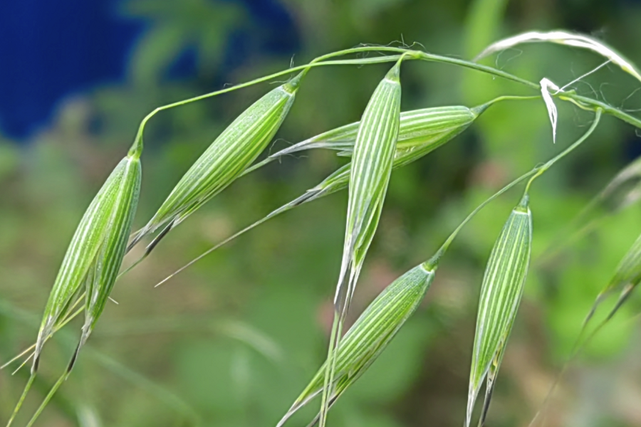 野燕麥怎麼用農藥消滅，需要注意什麼？