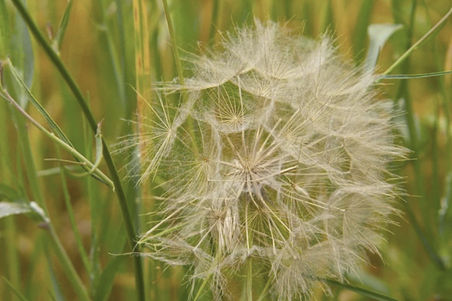 花粉和小孢子散落花粉法是怎麼操作的？