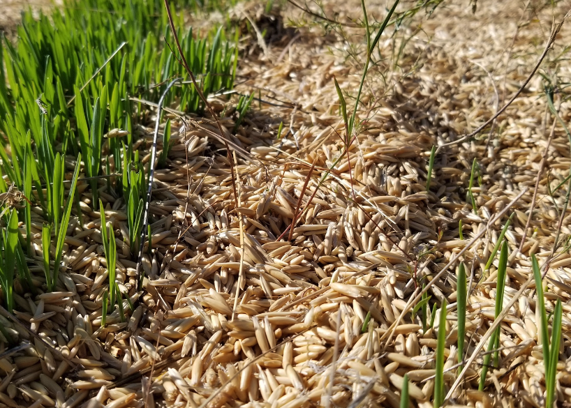 野燕麥怎麼培育種子和進行催芽?