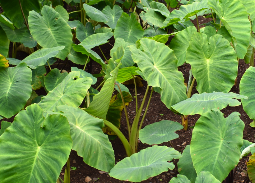 雙子葉植物和單子葉植物有什麼區別和特點?