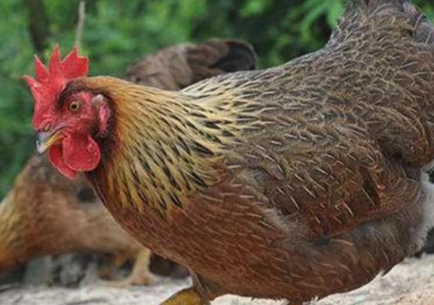 感染黴菌的花生餅做飼料對雞有哪些影響?