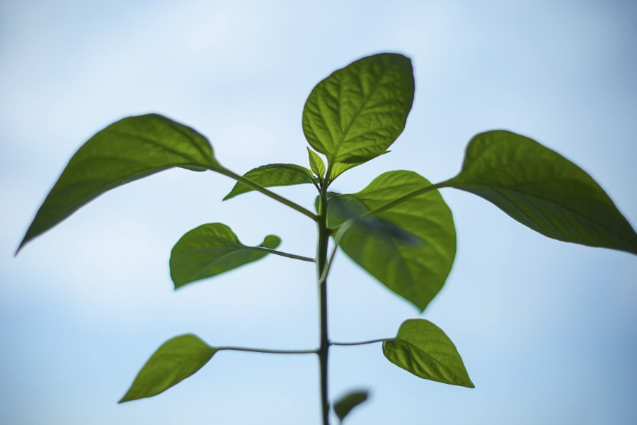 植物收到氟害的典型症狀有什麼？