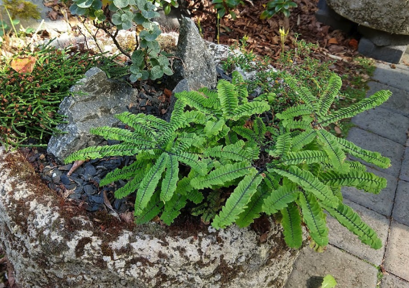 掌葉鐵線蕨怎麼進行栽培，需要注意什麼?