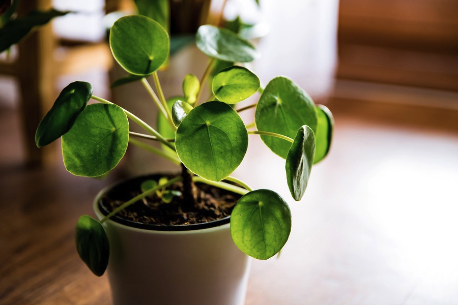 植物原生質體電融合需要注意什麼？