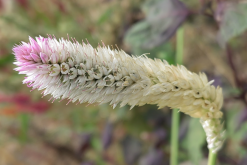 <strong>蒿秕是什麼植物，作為牛飼料有什麼好處？</strong>