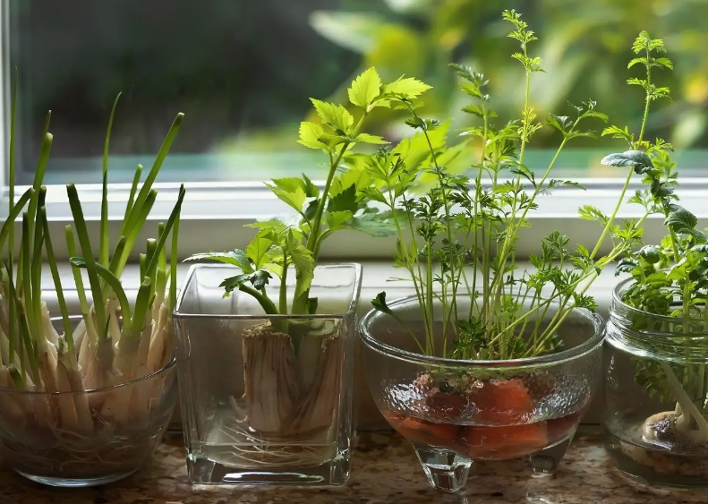 怎麼誘導動物原生質體和植物原生質體的融合?