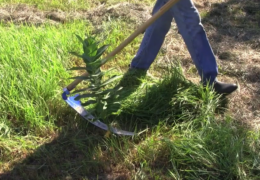 白網紋草的扡插方法和注意事項?