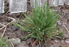 <strong>無芒雀麥適宜什麼生長環境，耐寒性怎麼樣?</strong>