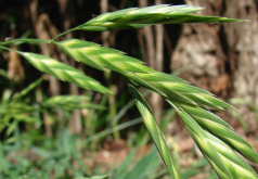 <strong>無芒雀麥是什麼植物，有哪些形態特點?</strong>