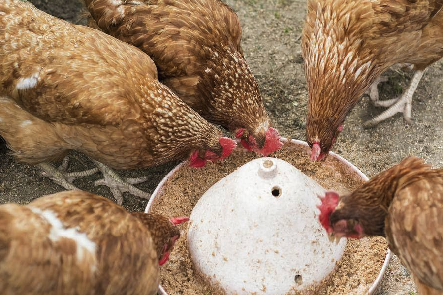 雞飼料中添加劑的常用藥物有哪些？