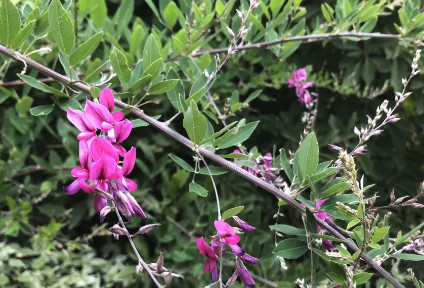 胡枝子對生長環境有什麼要求，花期在什麼時候?