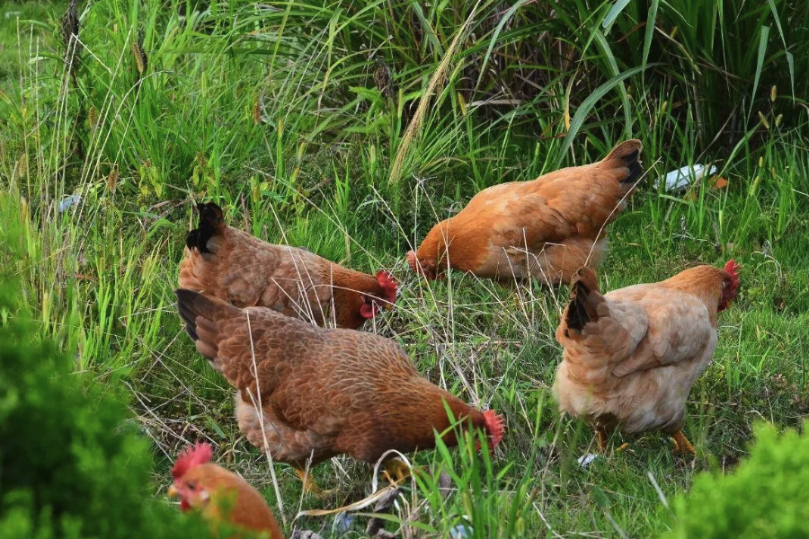 雞飼料中微量元素添加劑含有什麼成分？