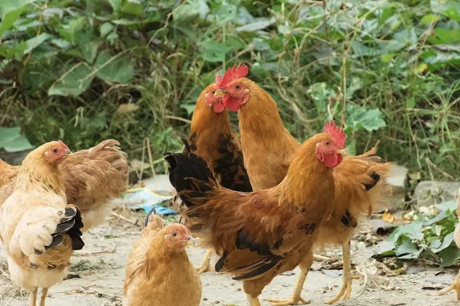 雞飼料中微量元素添加劑含有什麼成分？