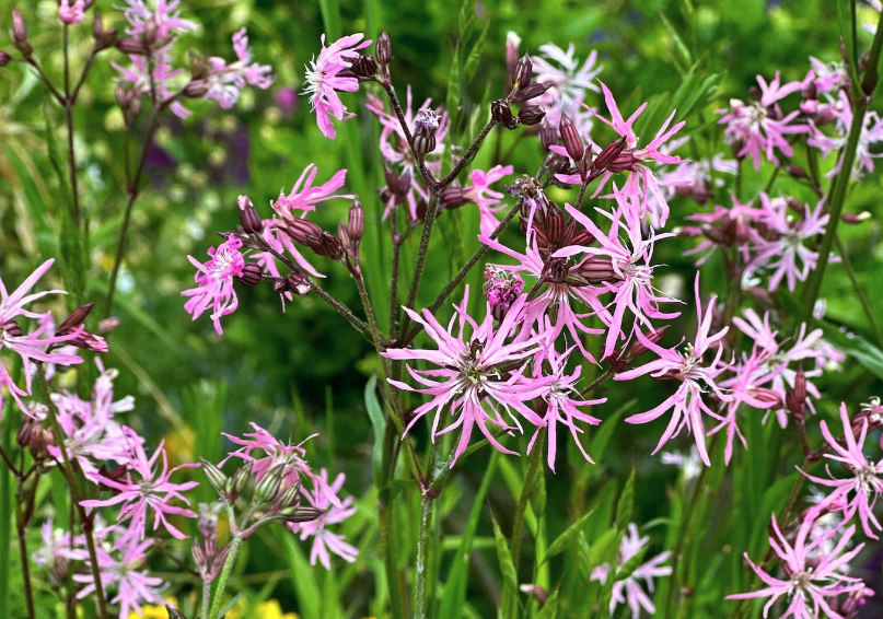 怎麼去除剪秋羅（Ragged robin）的蟎蟲？