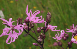 <strong>怎麼去除剪秋羅（Ragged robin）的蟎蟲？</strong>