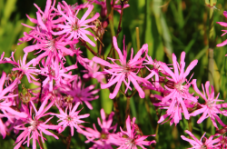 <strong>剪秋羅（Ragged robin）用哪些方式可以消滅蚜蟲？</strong>