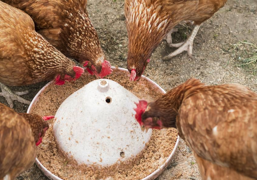 雞飼料中的防黴劑主要有什麼成分?