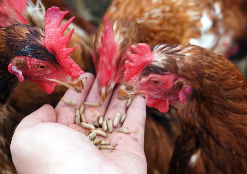 雞飼料中使用的抗氧化劑有什麼品種?